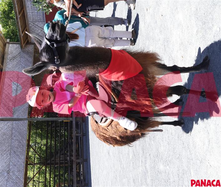 70145531