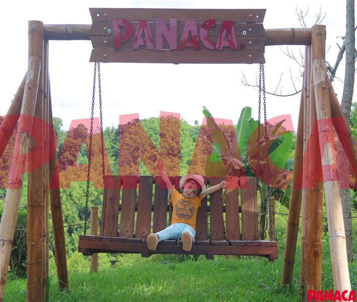 45156420