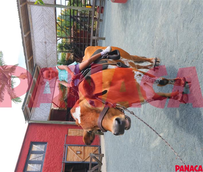 50191511