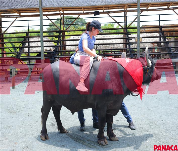 40129446