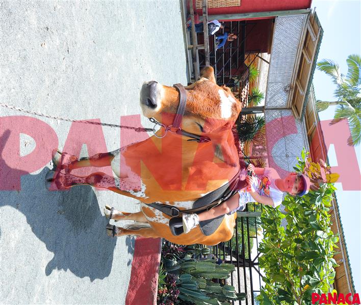 33017234