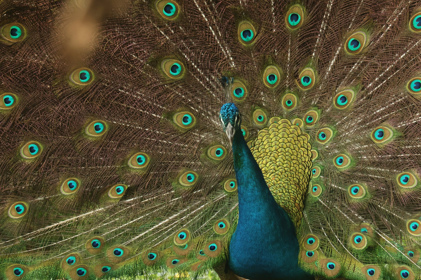 Foto banner